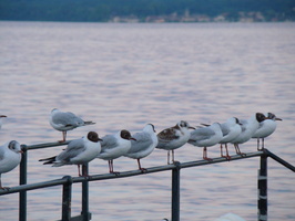 2008 07-Lake Geneva Birds
